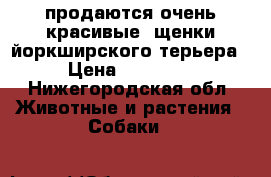 продаются очень красивые  щенки йоркширского терьера › Цена ­ 25 000 - Нижегородская обл. Животные и растения » Собаки   